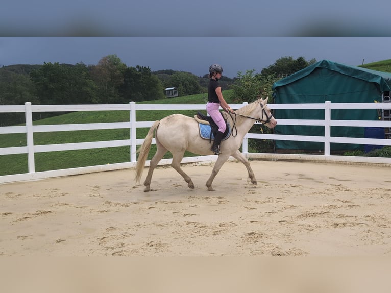Weitere Ponys/Kleinpferde Stute 8 Jahre 155 cm Cremello in Morsbach