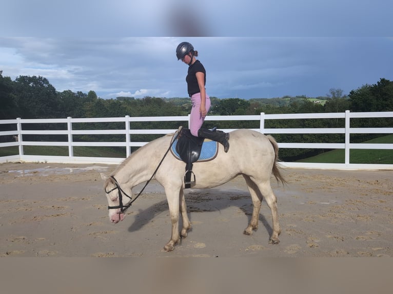 Weitere Ponys/Kleinpferde Stute 8 Jahre 155 cm Cremello in Morsbach