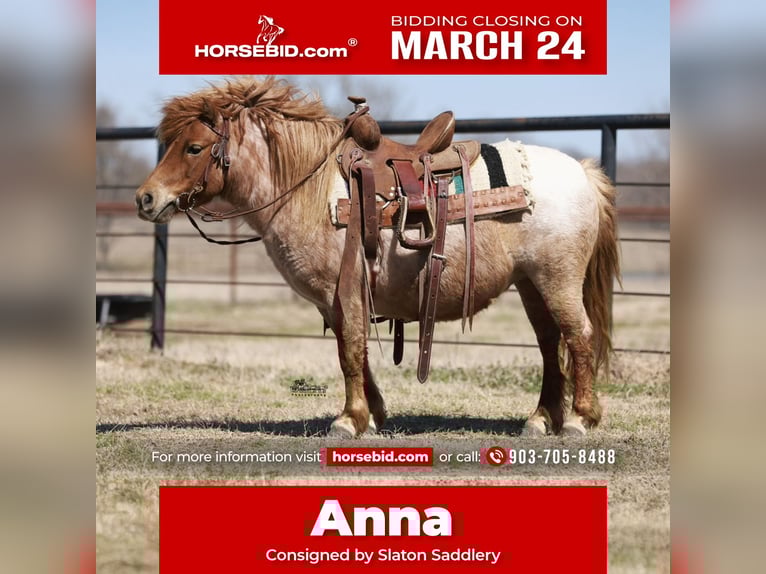 Weitere Ponys/Kleinpferde Stute 8 Jahre 86 cm Roan-Red in Canton, TX