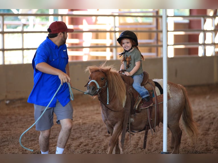 Weitere Ponys/Kleinpferde Stute 8 Jahre 86 cm Roan-Red in Canton, TX