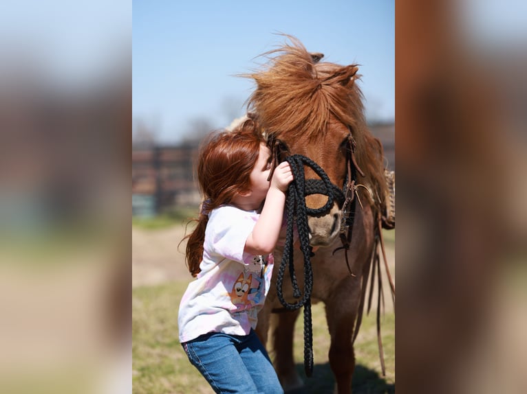 Weitere Ponys/Kleinpferde Stute 8 Jahre 86 cm Roan-Red in Canton, TX
