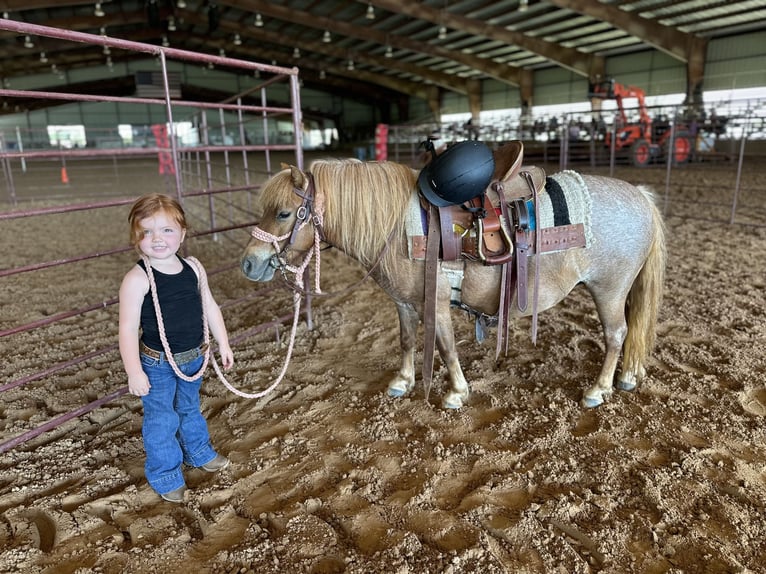 Weitere Ponys/Kleinpferde Stute 8 Jahre 86 cm Roan-Red in Canton, TX