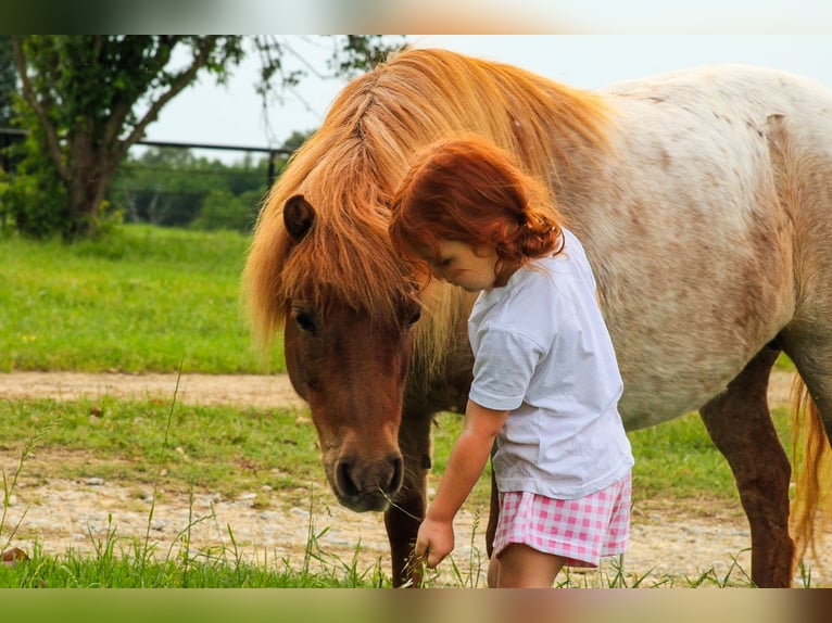 Weitere Ponys/Kleinpferde Stute 8 Jahre 86 cm Roan-Red in Canton, TX