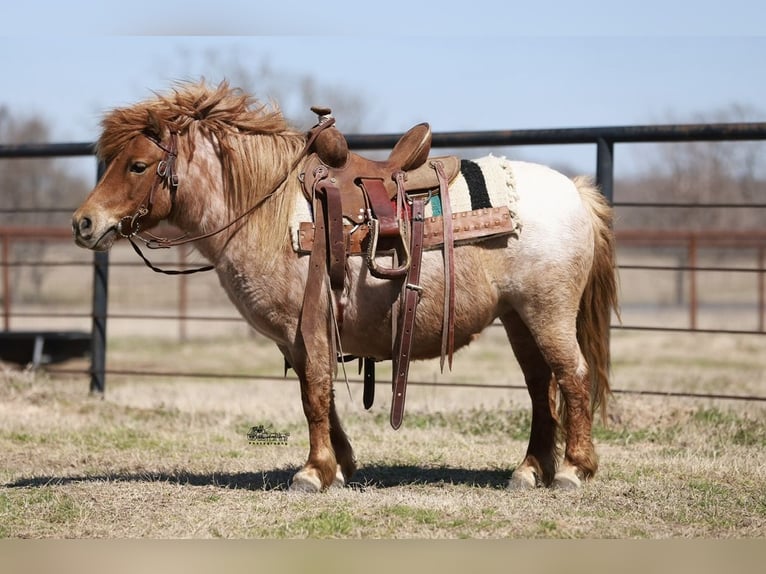 Weitere Ponys/Kleinpferde Stute 8 Jahre 86 cm Roan-Red in Canton, TX