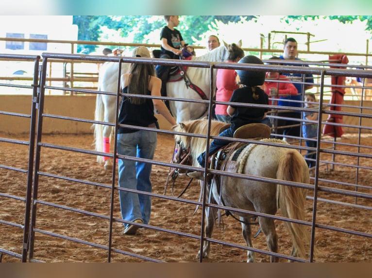 Weitere Ponys/Kleinpferde Stute 8 Jahre 86 cm Roan-Red in Canton, TX