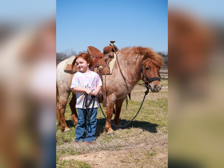 Weitere Ponys/Kleinpferde Stute 8 Jahre 86 cm Roan-Red in Canton, TX