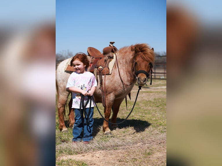 Weitere Ponys/Kleinpferde Stute 8 Jahre 86 cm Roan-Red in Canton, TX