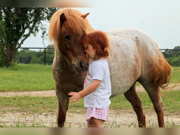Weitere Ponys/Kleinpferde Stute 8 Jahre 86 cm Roan-Red in Canton, TX