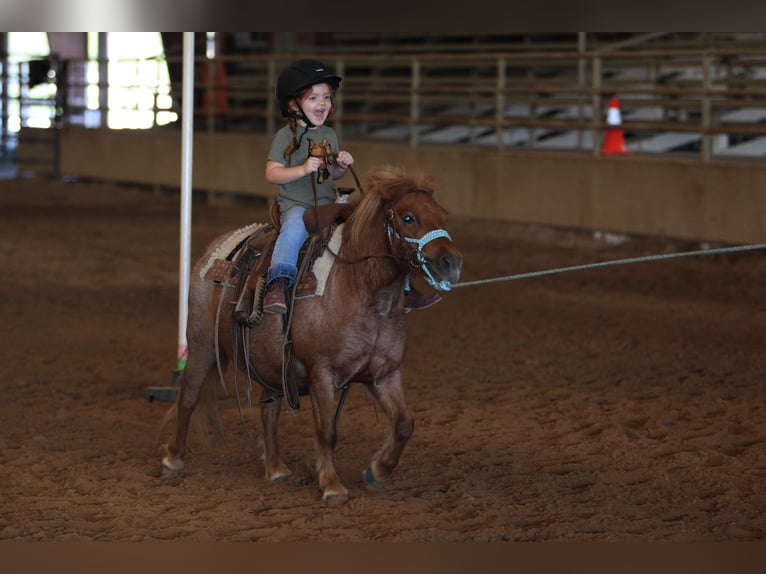 Weitere Ponys/Kleinpferde Stute 8 Jahre 86 cm Roan-Red in Canton, TX