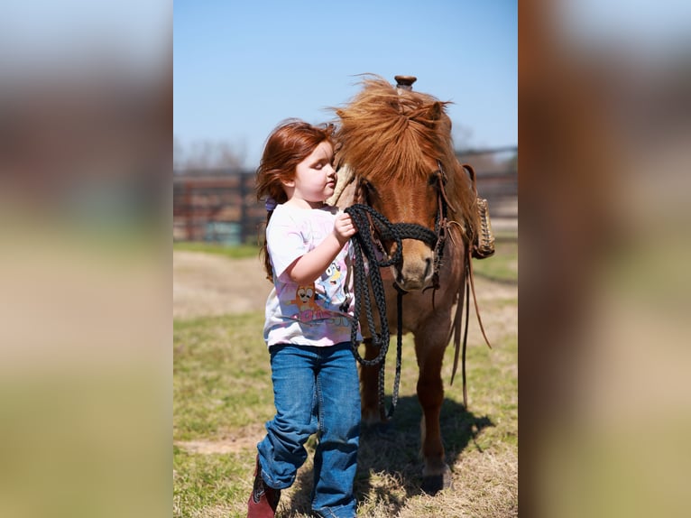 Weitere Ponys/Kleinpferde Stute 8 Jahre 86 cm Roan-Red in Canton, TX