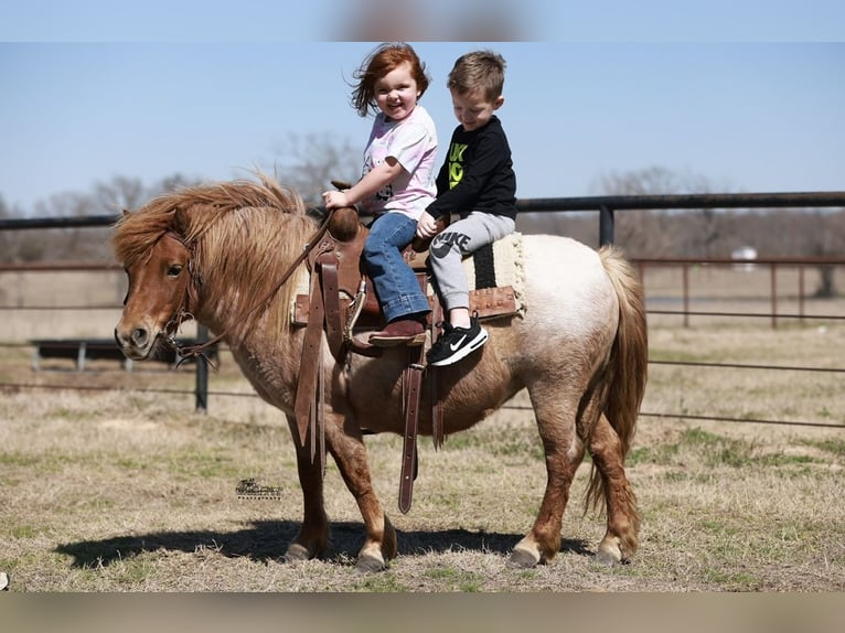 Weitere Ponys/Kleinpferde Stute 8 Jahre 86 cm Roan-Red in Canton, TX