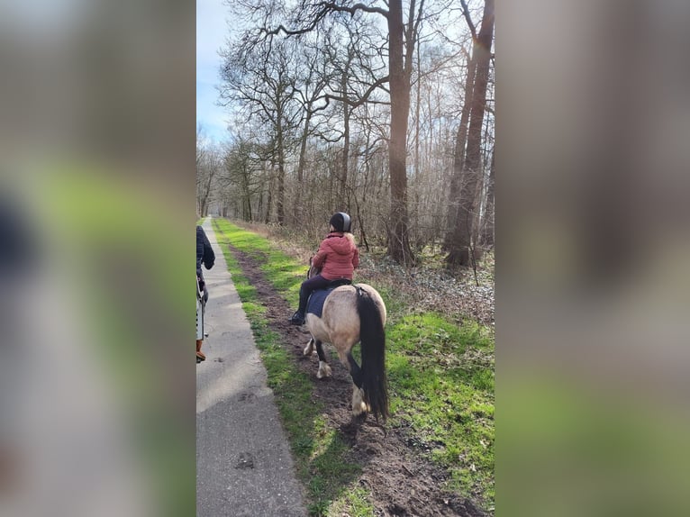 Weitere Ponys/Kleinpferde Stute 9 Jahre 115 cm Red Dun in Geilenkirchen
