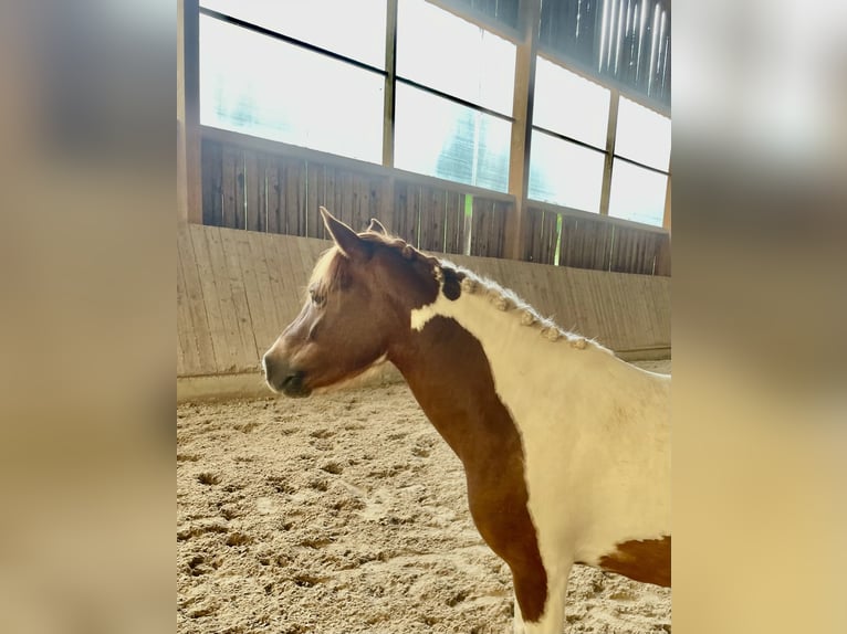 Weitere Ponys/Kleinpferde Mix Stute 9 Jahre 115 cm Schecke in Bernburg