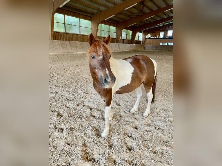 Weitere Ponys/Kleinpferde Mix Stute 9 Jahre 115 cm Schecke in Bernburg