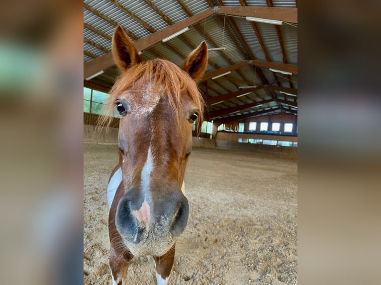 Weitere Ponys/Kleinpferde Mix Stute 9 Jahre 115 cm Schecke in Bernburg