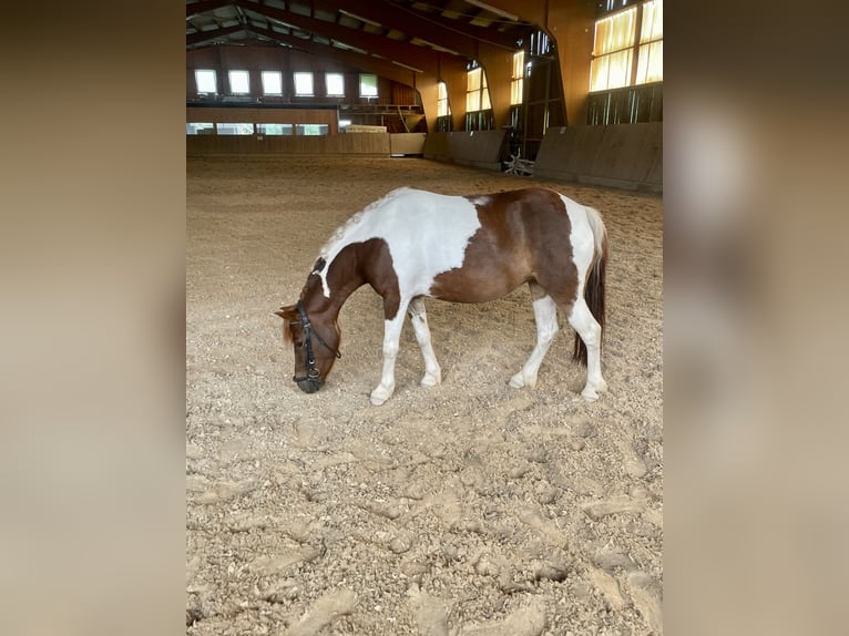 Weitere Ponys/Kleinpferde Mix Stute 9 Jahre 115 cm Schecke in Bernburg