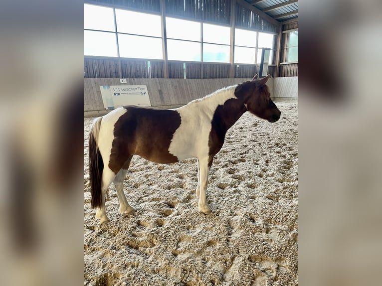 Weitere Ponys/Kleinpferde Mix Stute 9 Jahre 115 cm Schecke in Bernburg