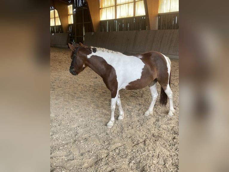 Weitere Ponys/Kleinpferde Mix Stute 9 Jahre 115 cm Schecke in Bernburg