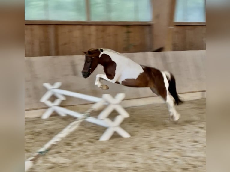 Weitere Ponys/Kleinpferde Mix Stute 9 Jahre 115 cm Schecke in Bernburg