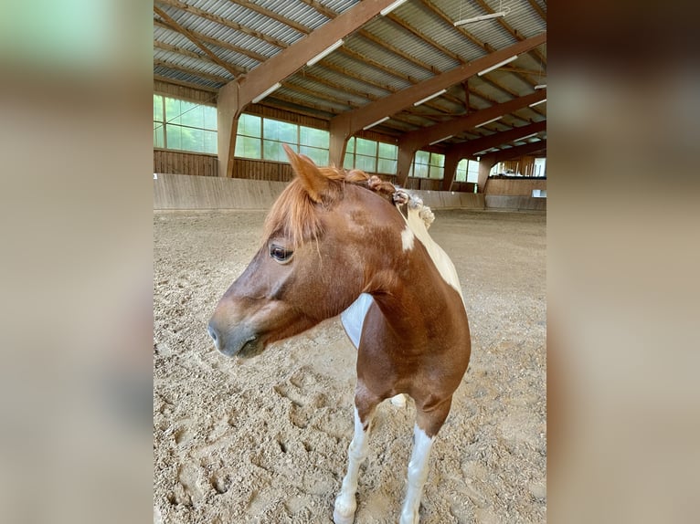 Weitere Ponys/Kleinpferde Mix Stute 9 Jahre 115 cm Schecke in Bernburg
