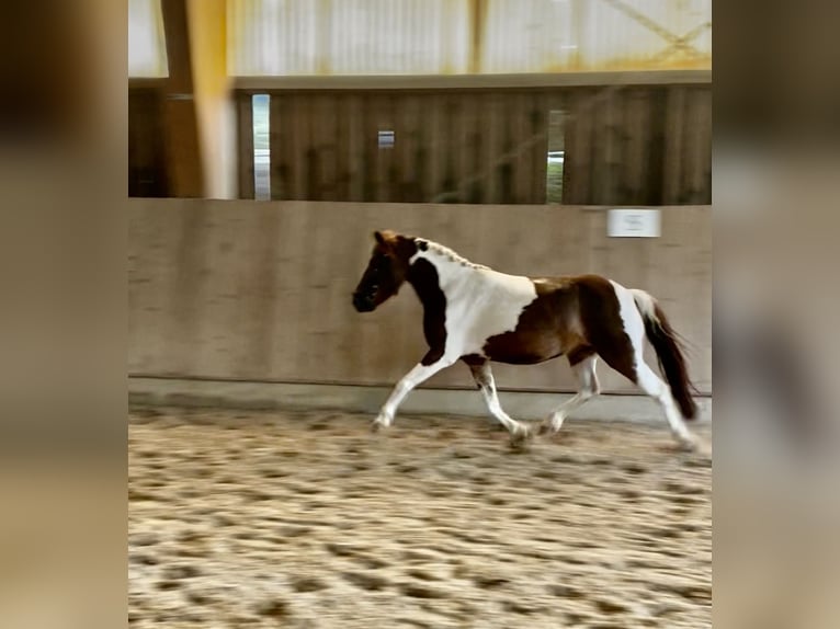Weitere Ponys/Kleinpferde Mix Stute 9 Jahre 115 cm Schecke in Bernburg