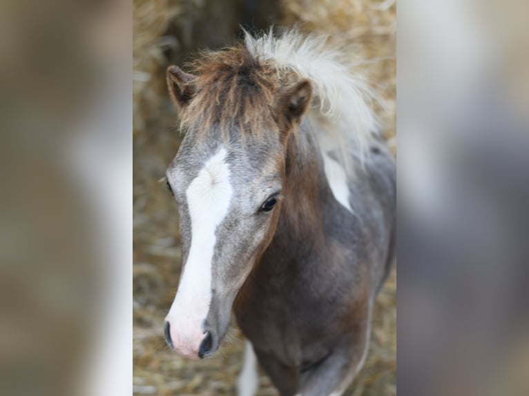 Weitere Ponys/Kleinpferde Stute 9 Jahre 118 cm Tigerschecke in Geilenkirchen