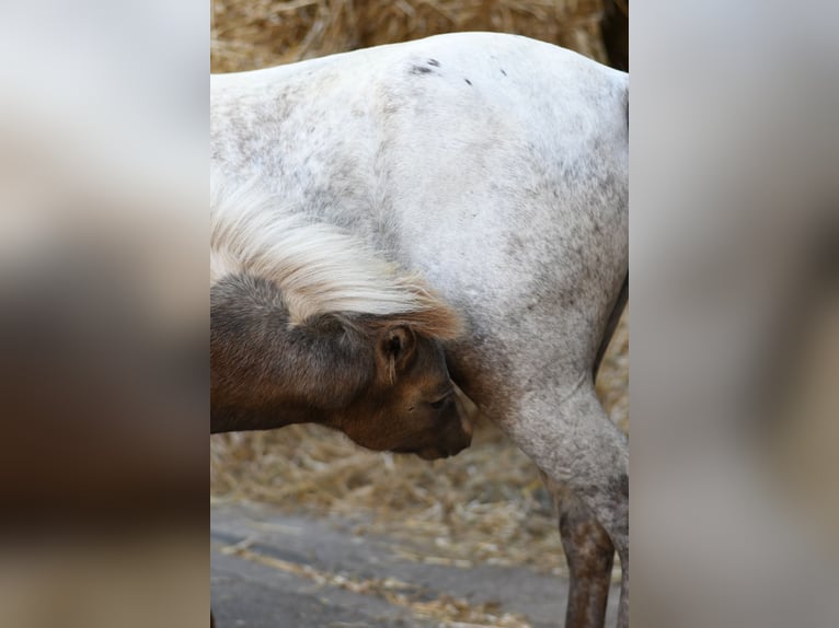 Weitere Ponys/Kleinpferde Stute 9 Jahre 118 cm Tigerschecke in Geilenkirchen