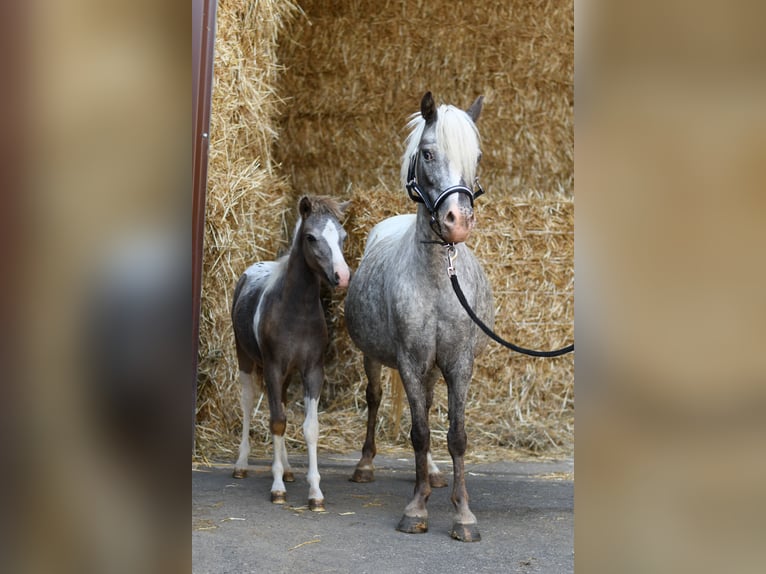 Weitere Ponys/Kleinpferde Stute 9 Jahre 118 cm Tigerschecke in Geilenkirchen