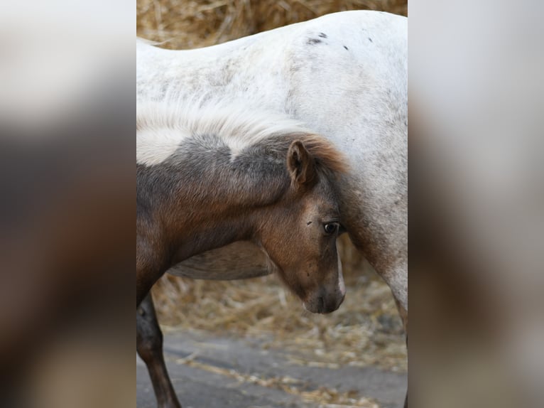 Weitere Ponys/Kleinpferde Stute 9 Jahre 118 cm Tigerschecke in Geilenkirchen