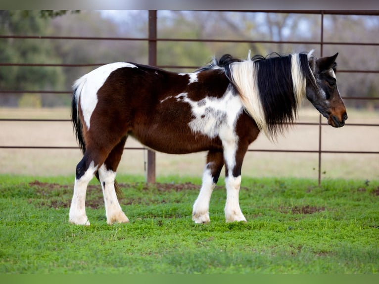 Weitere Ponys/Kleinpferde Stute 9 Jahre 119 cm Roan-Bay in Guthrie