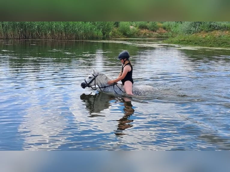 Weitere Ponys/Kleinpferde Stute 9 Jahre 125 cm Apfelschimmel in Czempiń