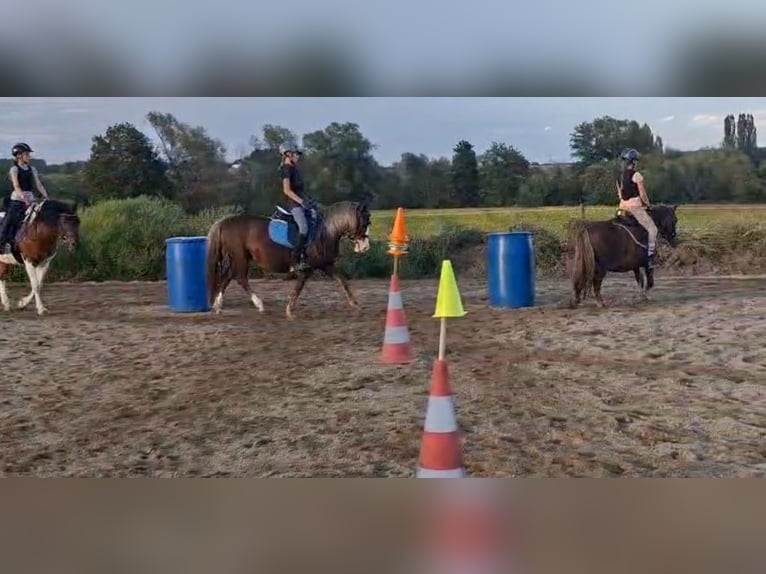 Weitere Ponys/Kleinpferde Stute 9 Jahre 127 cm Dunkelfuchs in Rechnitz