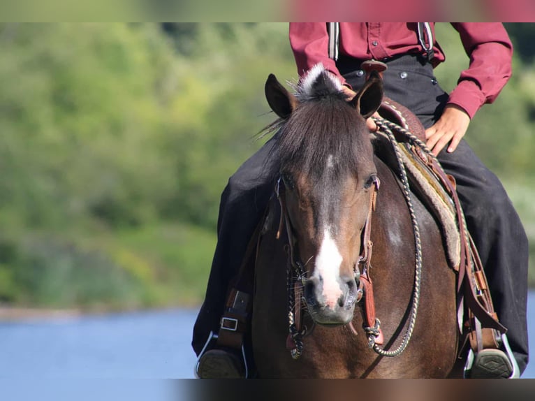Weitere Ponys/Kleinpferde Stute 9 Jahre 127 cm Schecke in Rebersburg