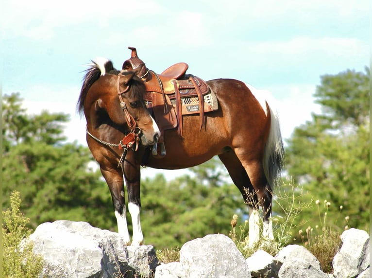Weitere Ponys/Kleinpferde Stute 9 Jahre 127 cm Schecke in Rebersburg