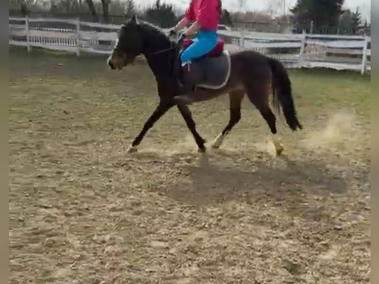 Weitere Ponys/Kleinpferde Stute 9 Jahre 130 cm Dunkelbrauner in Rechnitz