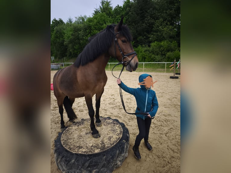 Weitere Ponys/Kleinpferde Mix Stute 9 Jahre 136 cm Brauner in Büren