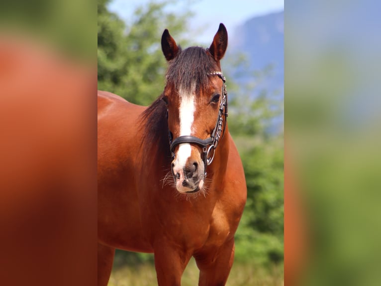 Weitere Ponys/Kleinpferde Stute 9 Jahre 140 cm Brauner in Kirchbichl