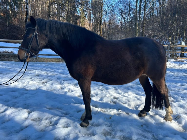 Weitere Ponys/Kleinpferde Stute 9 Jahre 143 cm Brauner in Argenbühl