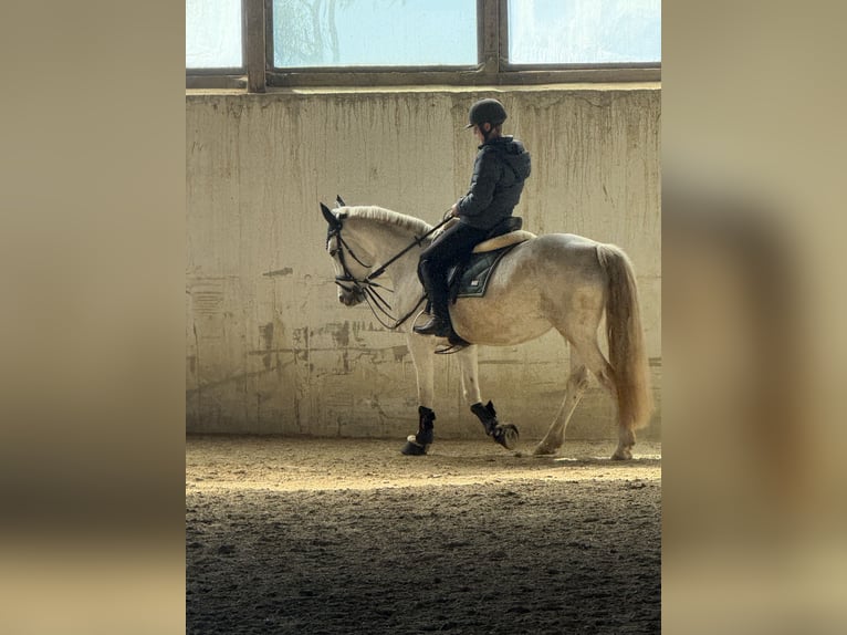 Weitere Ponys/Kleinpferde Mix Stute 9 Jahre 143 cm Schimmel in Erharting