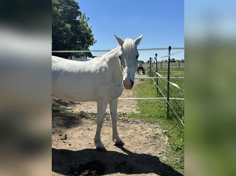 Weitere Ponys/Kleinpferde Mix Stute 9 Jahre 143 cm Schimmel in Erharting
