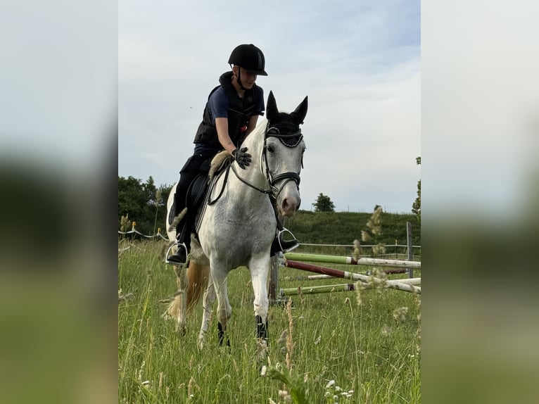 Weitere Ponys/Kleinpferde Mix Stute 9 Jahre 143 cm Schimmel in Erharting