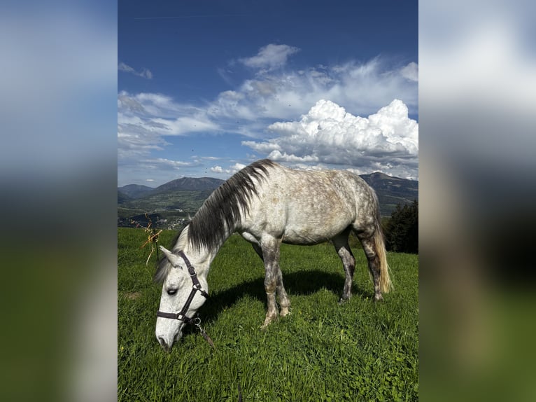 Weitere Ponys/Kleinpferde Mix Stute 9 Jahre 144 cm Apfelschimmel in Berchtesgaden