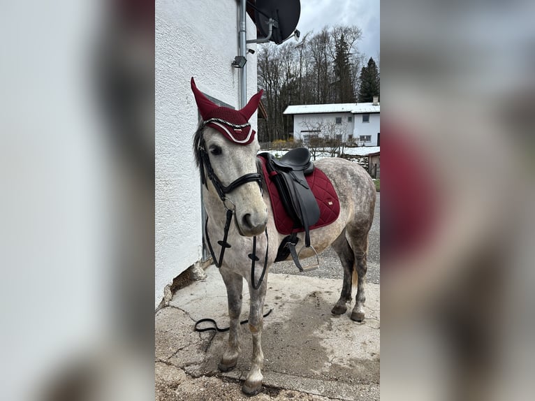 Weitere Ponys/Kleinpferde Mix Stute 9 Jahre 144 cm Apfelschimmel in Berchtesgaden