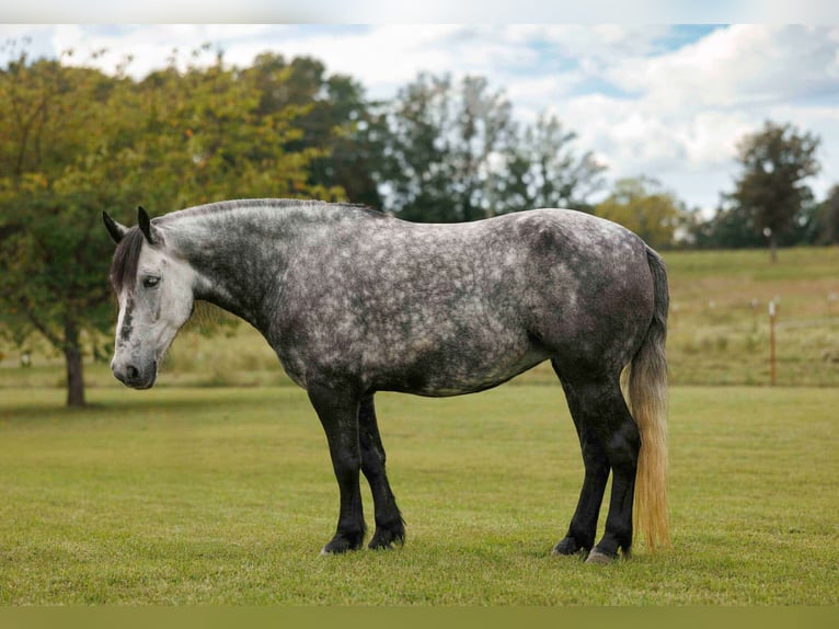 Weitere Ponys/Kleinpferde Stute 9 Jahre 145 cm Schimmel in Quitman