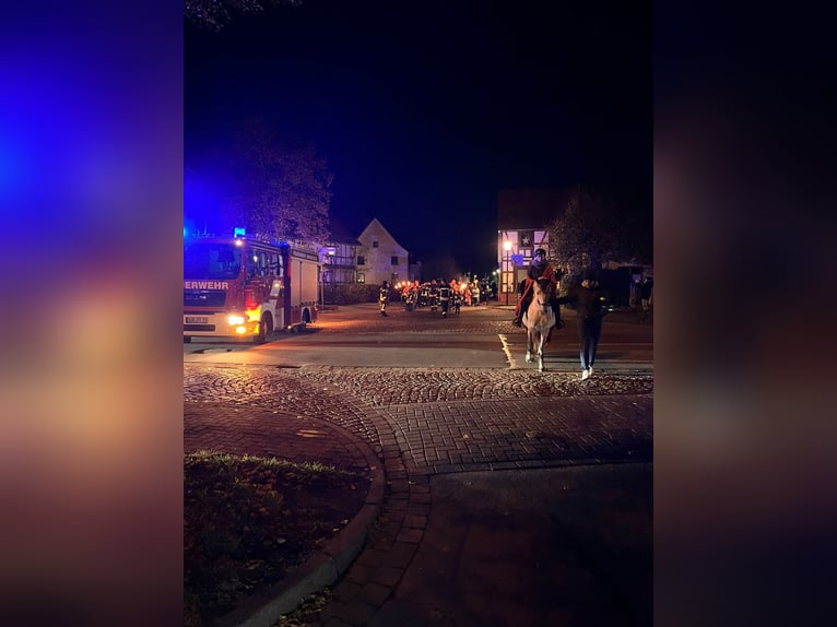 Weitere Ponys/Kleinpferde Stute 9 Jahre 146 cm Schimmel in Duderstadt