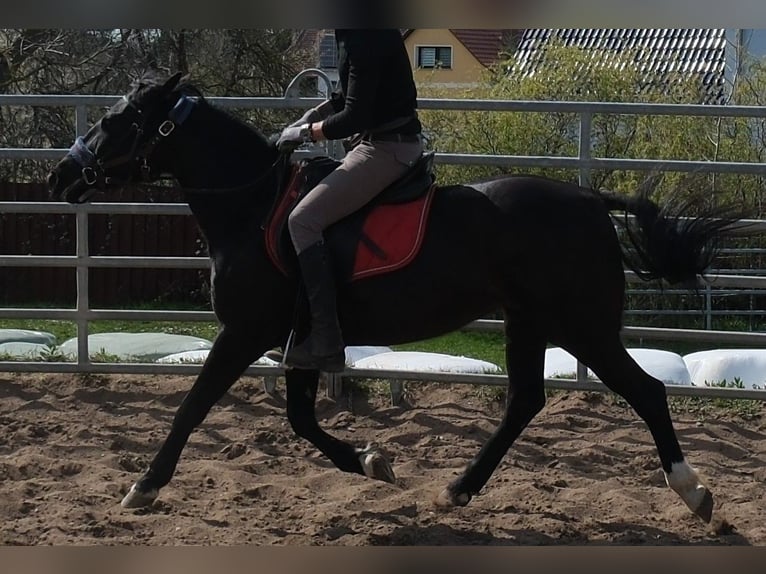 Weitere Ponys/Kleinpferde Stute 9 Jahre 147 cm Rappe in Buttstädt