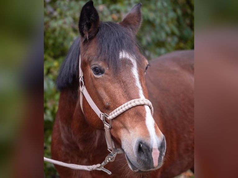 Weitere Ponys/Kleinpferde Stute 9 Jahre 148 cm Brauner in Dortmund