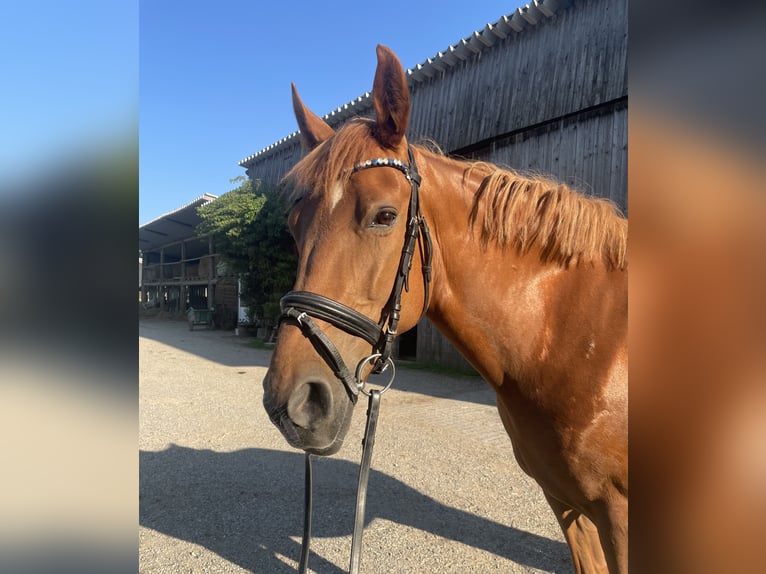 Weitere Ponys/Kleinpferde Stute 9 Jahre 148 cm Fuchs in Altomünster