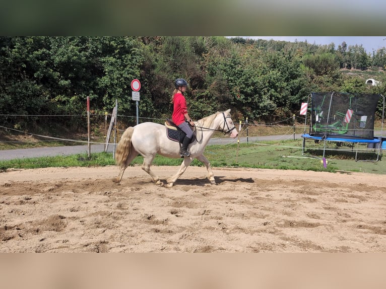 Weitere Ponys/Kleinpferde Stute 9 Jahre 149 cm Cremello in Morsbach