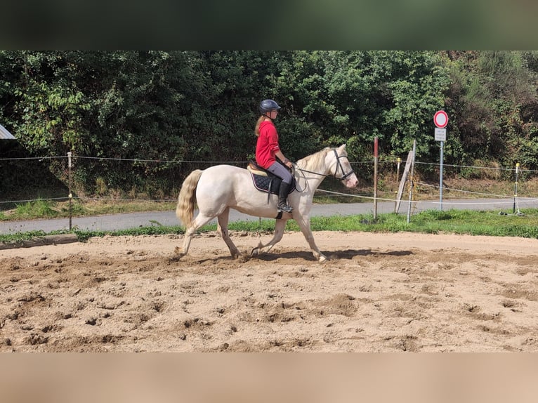 Weitere Ponys/Kleinpferde Stute 9 Jahre 149 cm Cremello in Morsbach